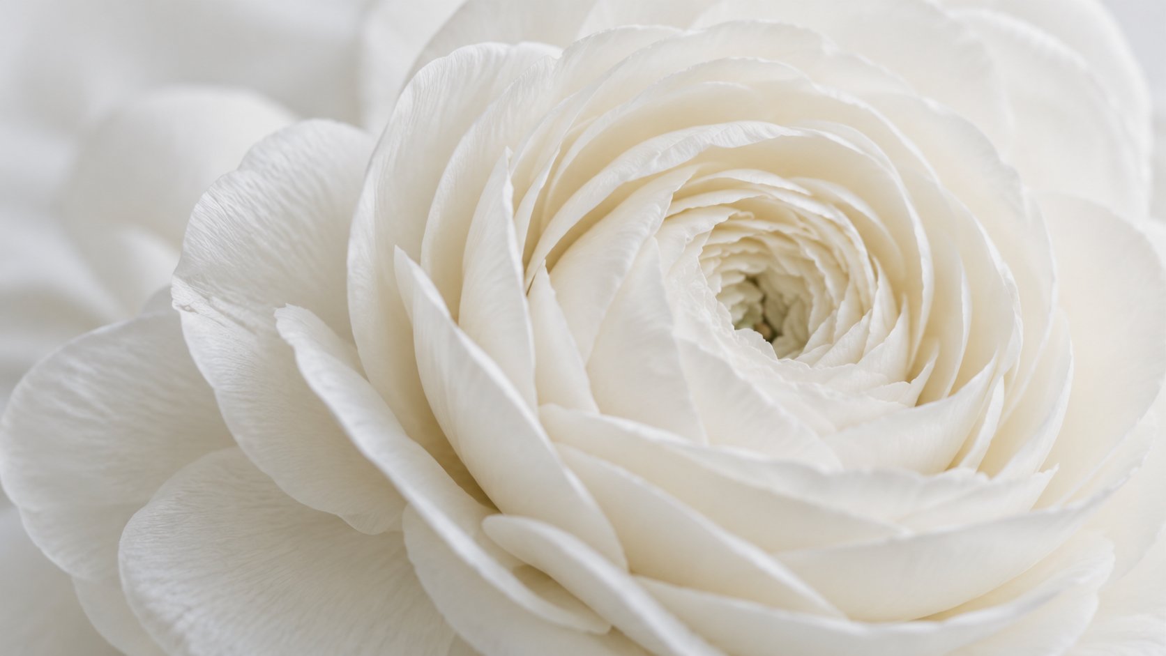 full-screen, white rose detail